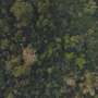 A benchmark for how different disturbances influence the loss and recovery of carbon and CO₂ in tropical forests