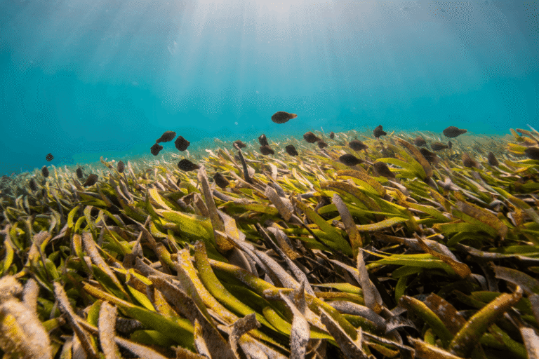 Seagrass meadows may offer coastal communities a more nutritious catch than reefs